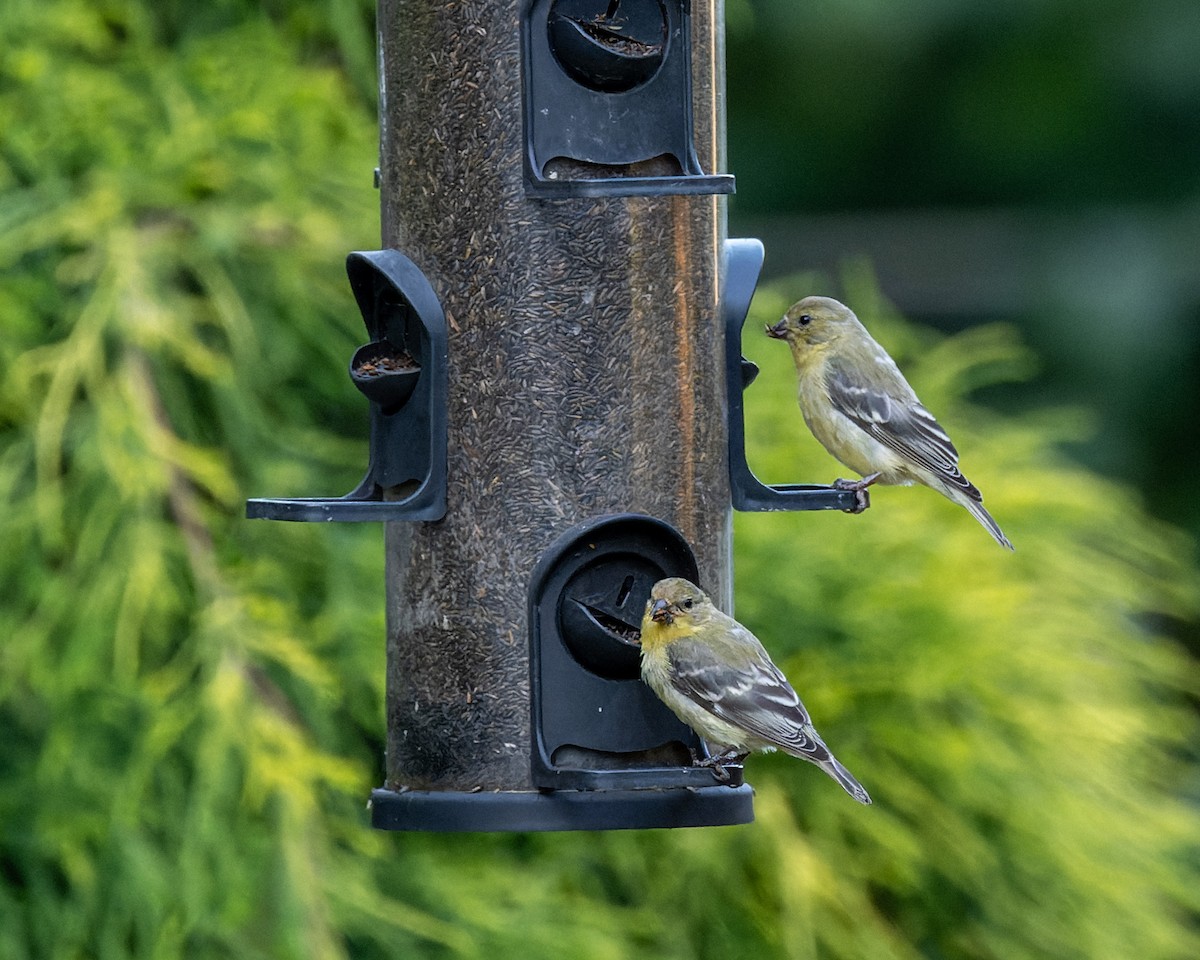 Lesser Goldfinch - ML644575431