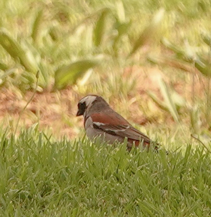 Cape Sparrow - ML644575432