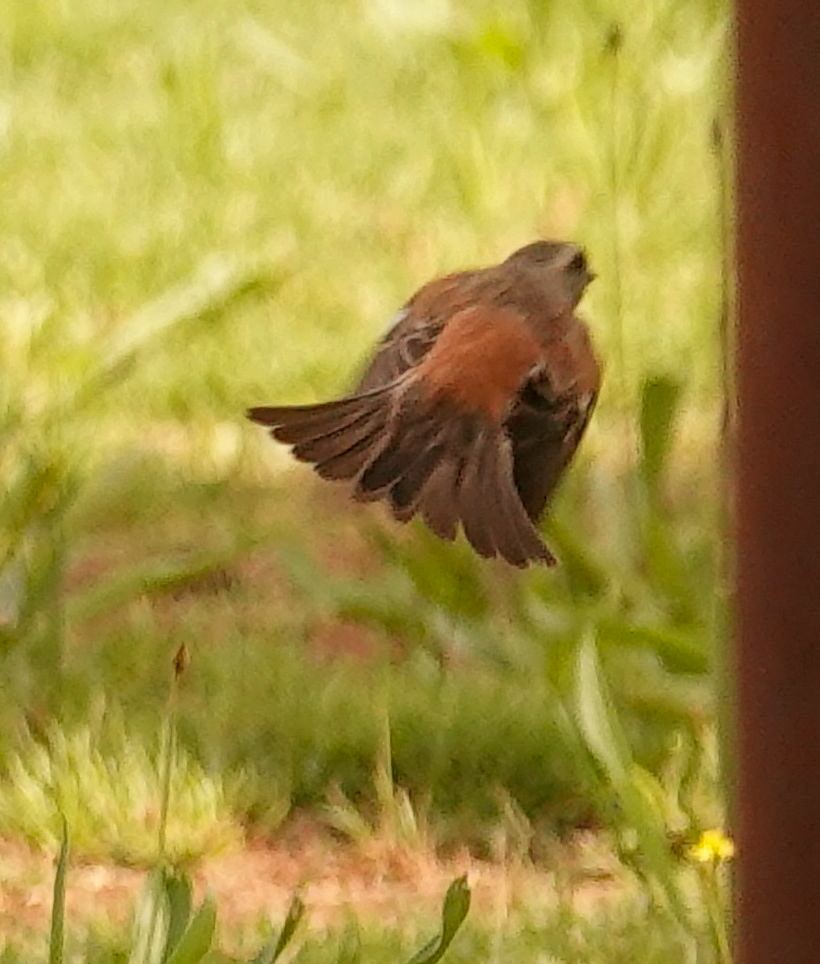 Cape Sparrow - ML644575433