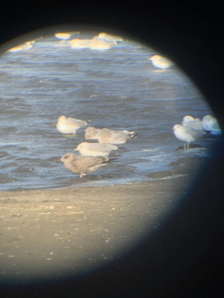 Gaviota (Larus) sp. - ML644575434
