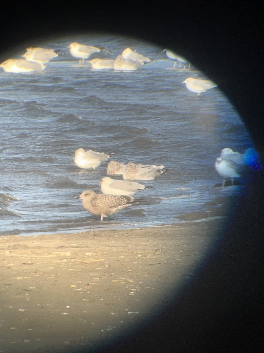 Gaviota (Larus) sp. - ML644575435
