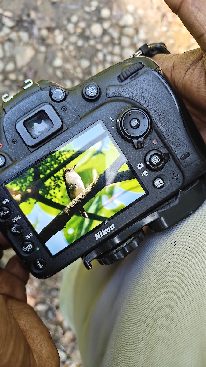 Rusty-tailed Flycatcher - ML644575436