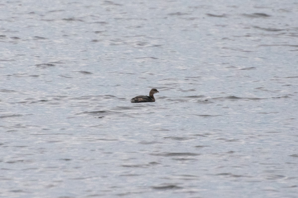 Grèbe à bec bigarré - ML644575447