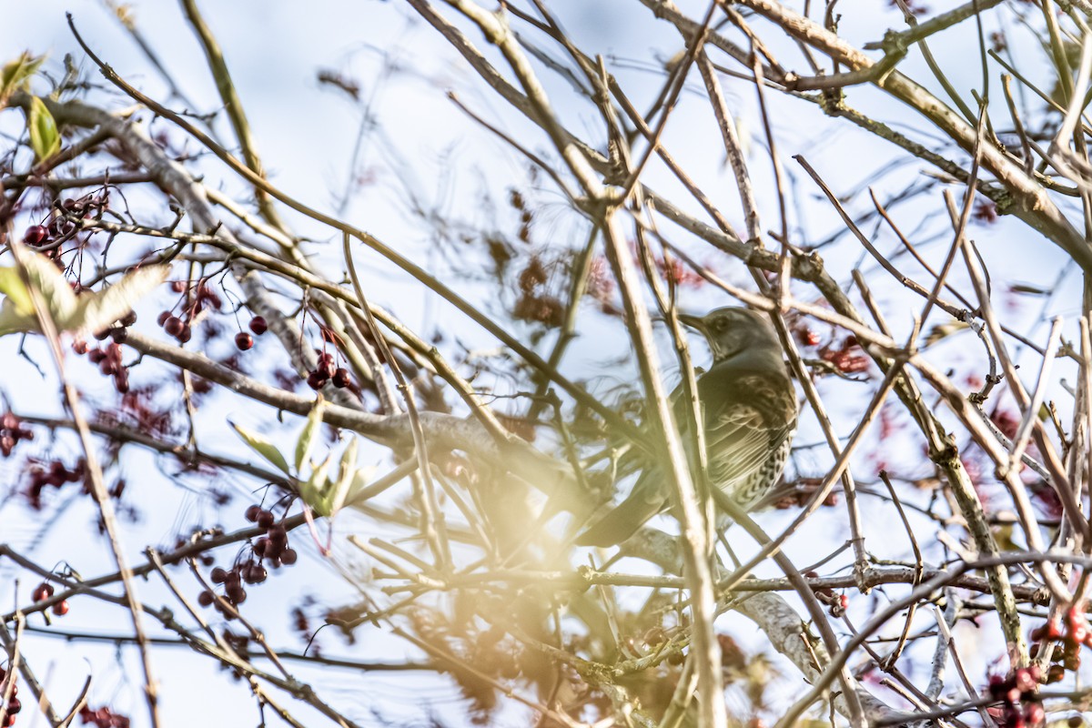 קיכלי אפור - ML644575458