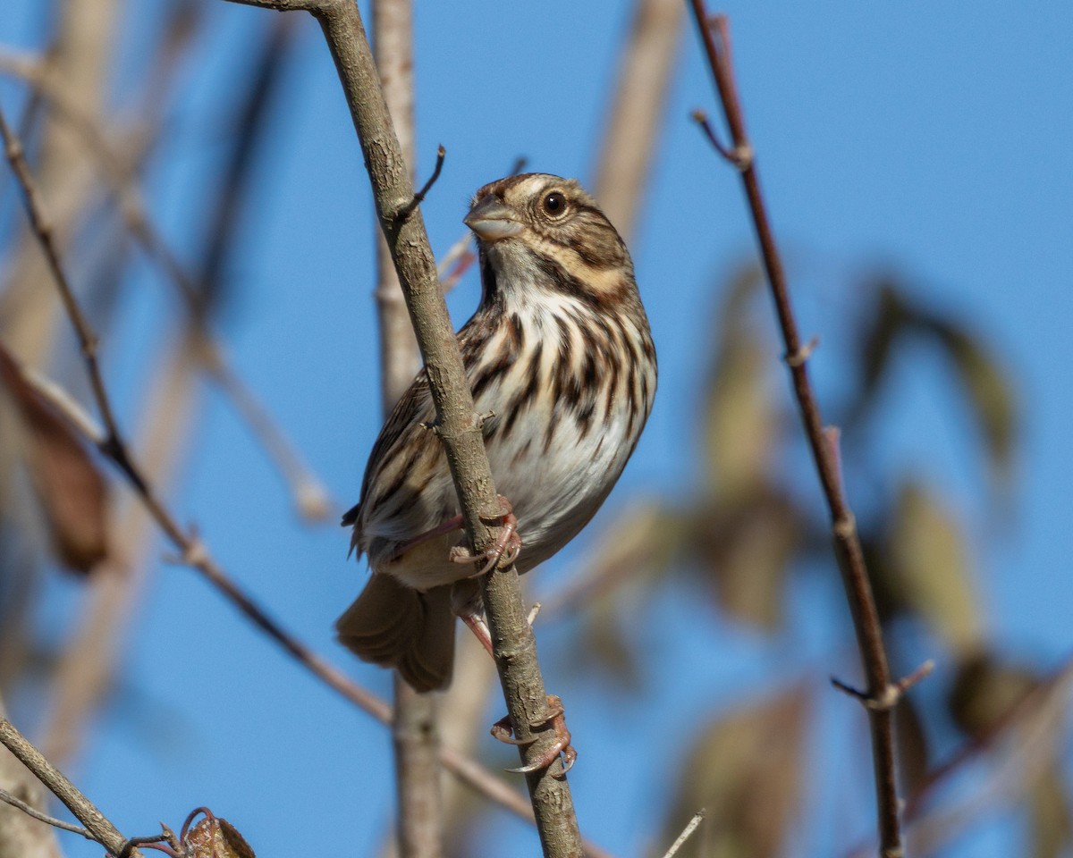 Bruant chanteur - ML644575470