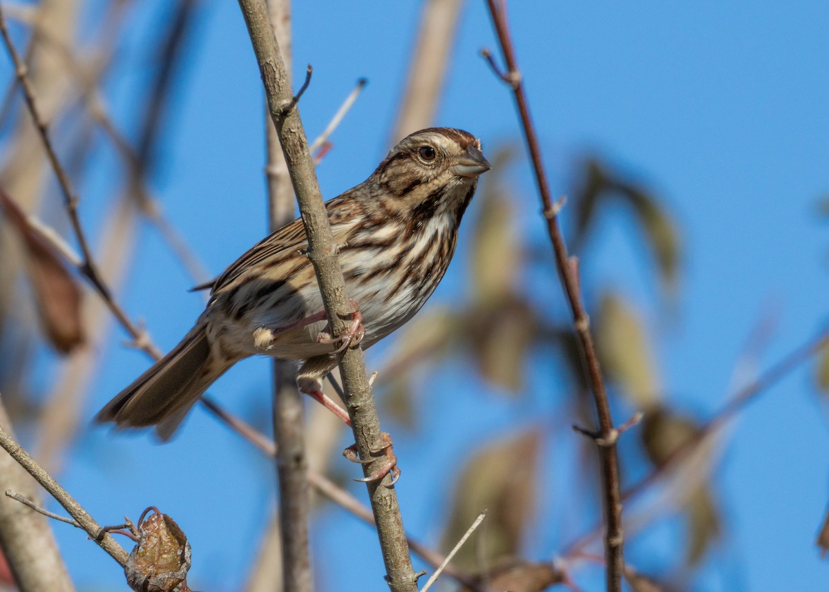 Bruant chanteur - ML644575471