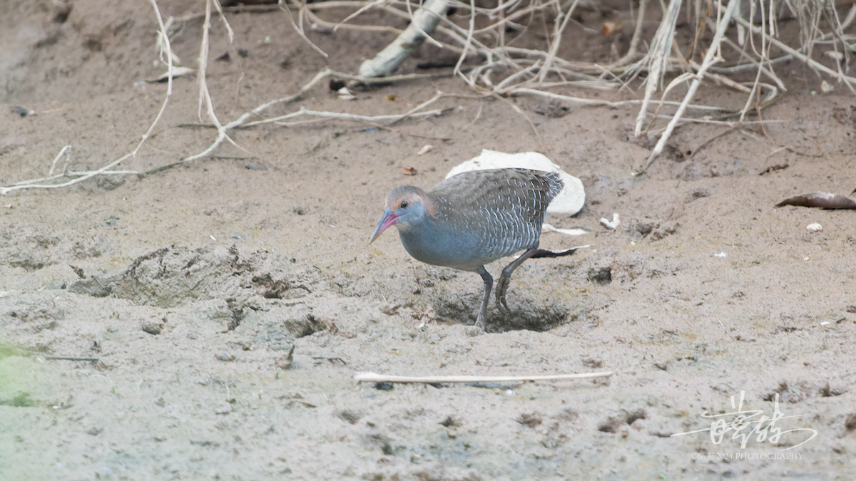 Slaty-breasted Rail - ML644575485