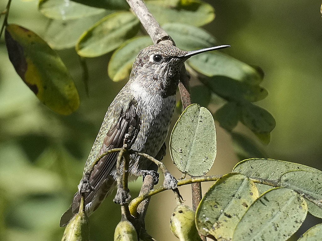Anna's Hummingbird - ML644575488