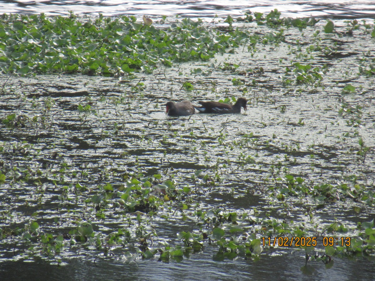 סופית אמריקנית - ML644575489