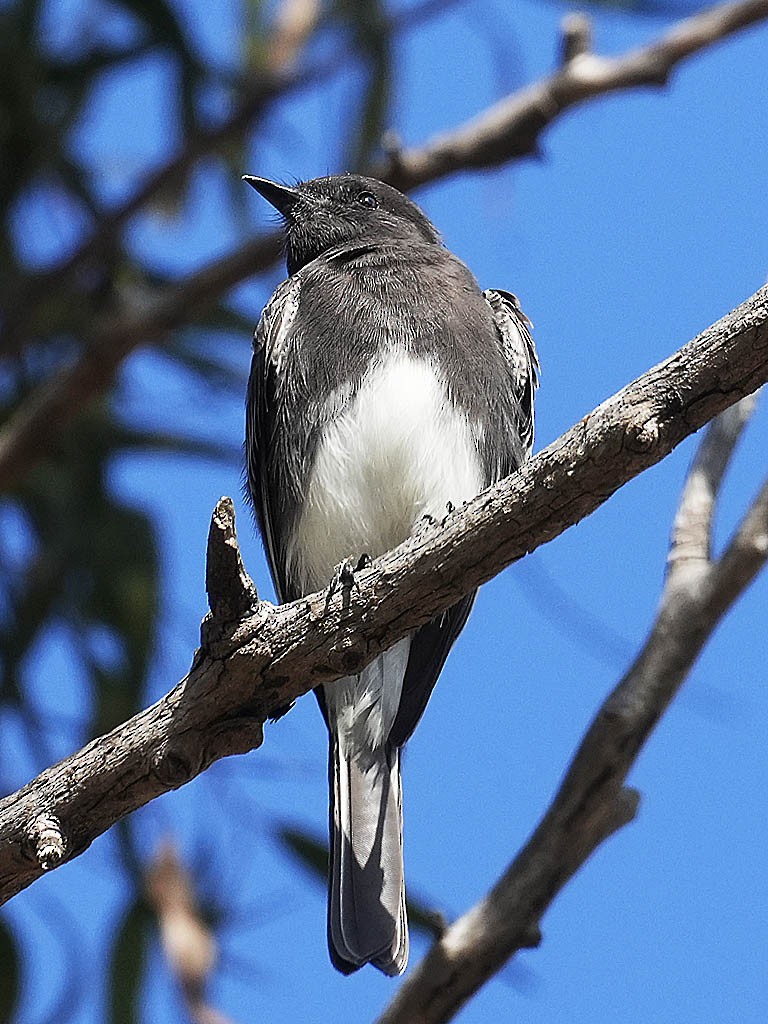 Moucherolle noir - ML644575490
