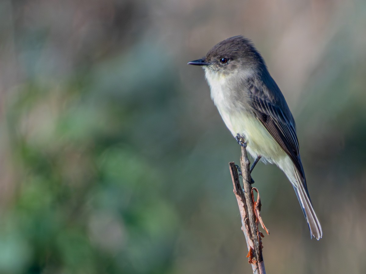 Eastern Phoebe - ML644575505