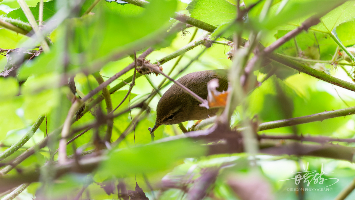 タイワンコウグイス - ML644575520