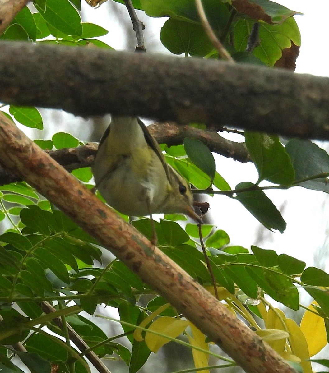 Борлог дууч шувуу - ML644575525