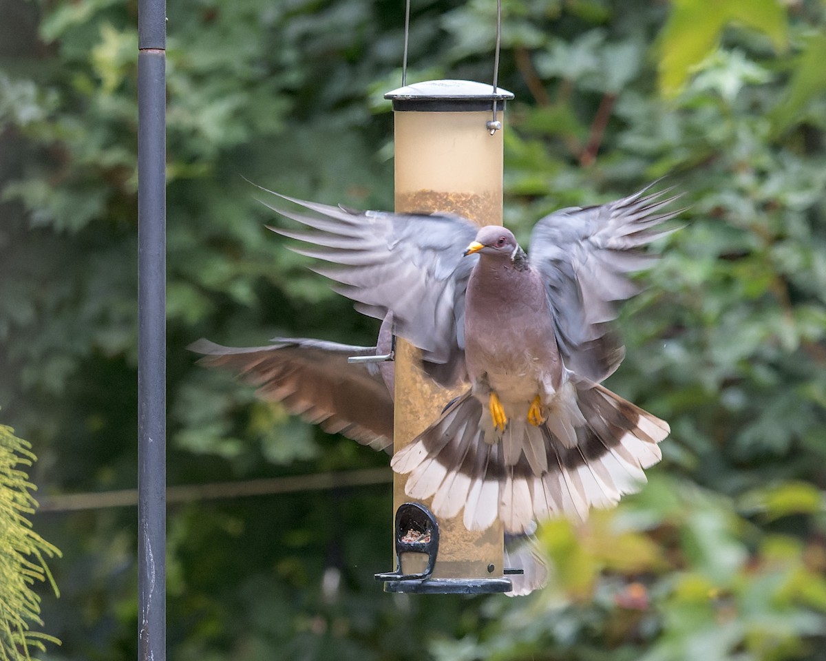 Band-tailed Pigeon - ML644575527