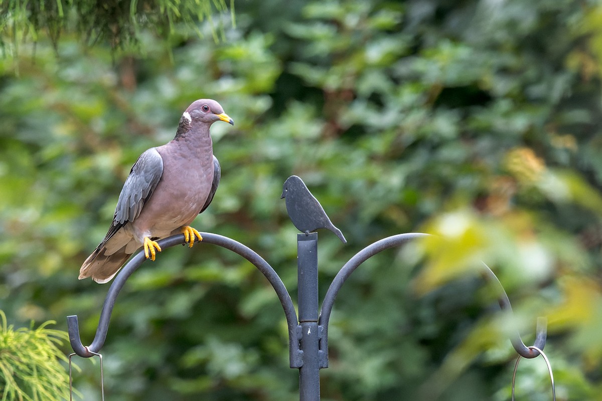 Band-tailed Pigeon - ML644575528