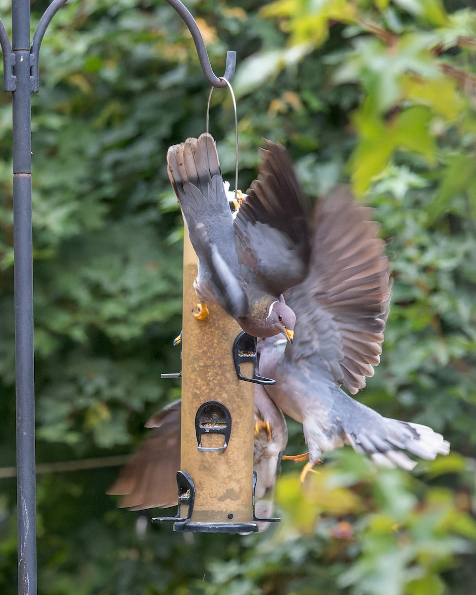 Band-tailed Pigeon - ML644575529