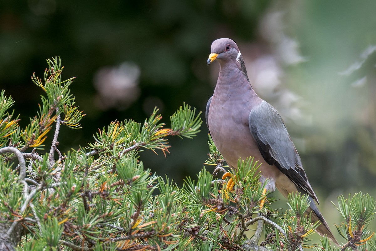 Band-tailed Pigeon - ML644575530