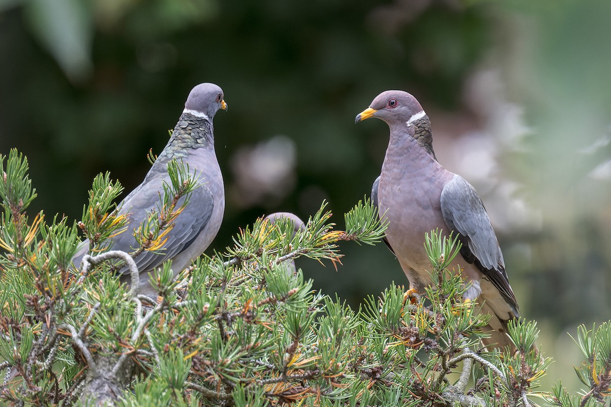 Band-tailed Pigeon - ML644575531