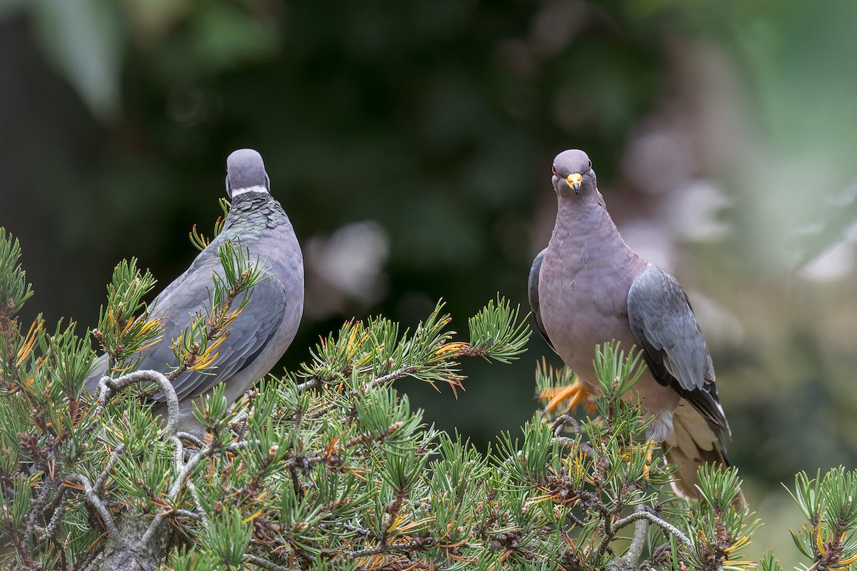 Band-tailed Pigeon - ML644575532