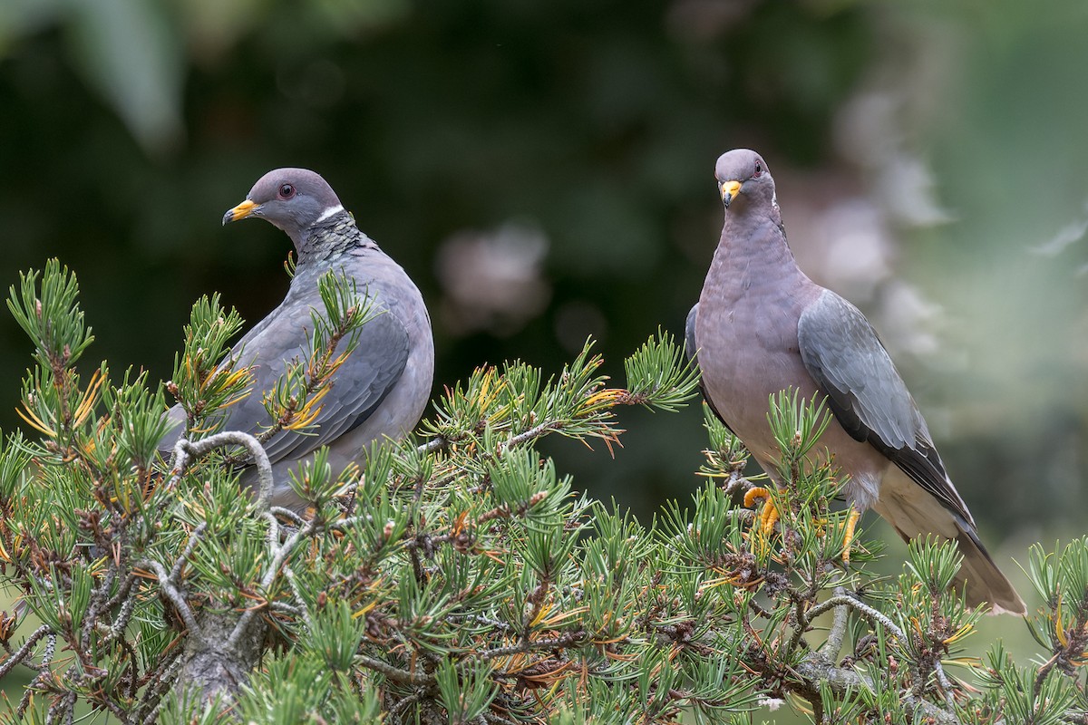 Band-tailed Pigeon - ML644575533