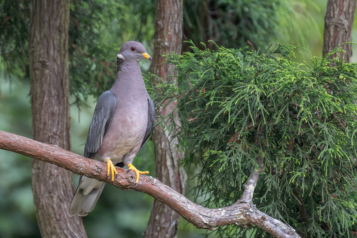 Band-tailed Pigeon - ML644575534