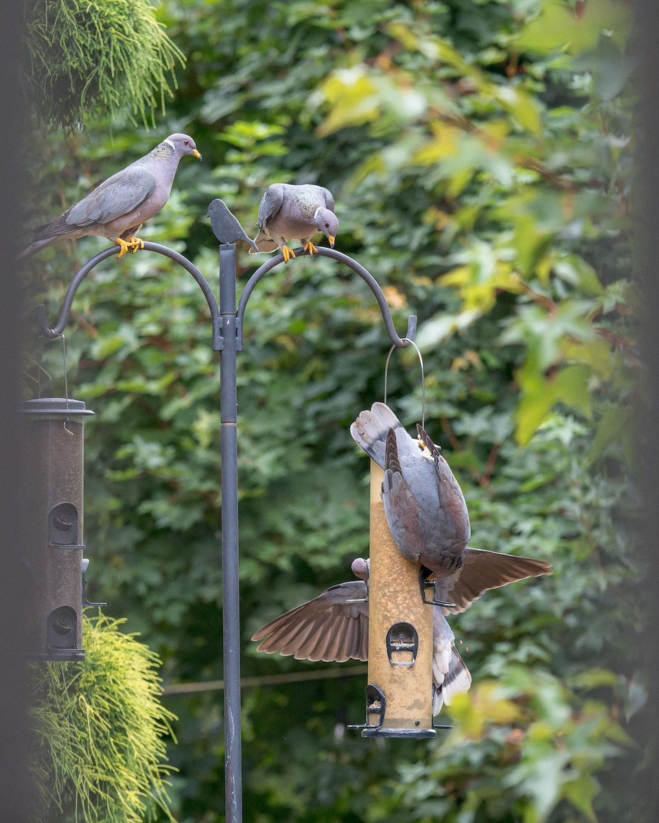 Band-tailed Pigeon - ML644575535