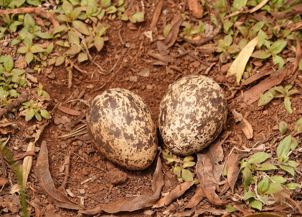 flekktriel - ML644575538