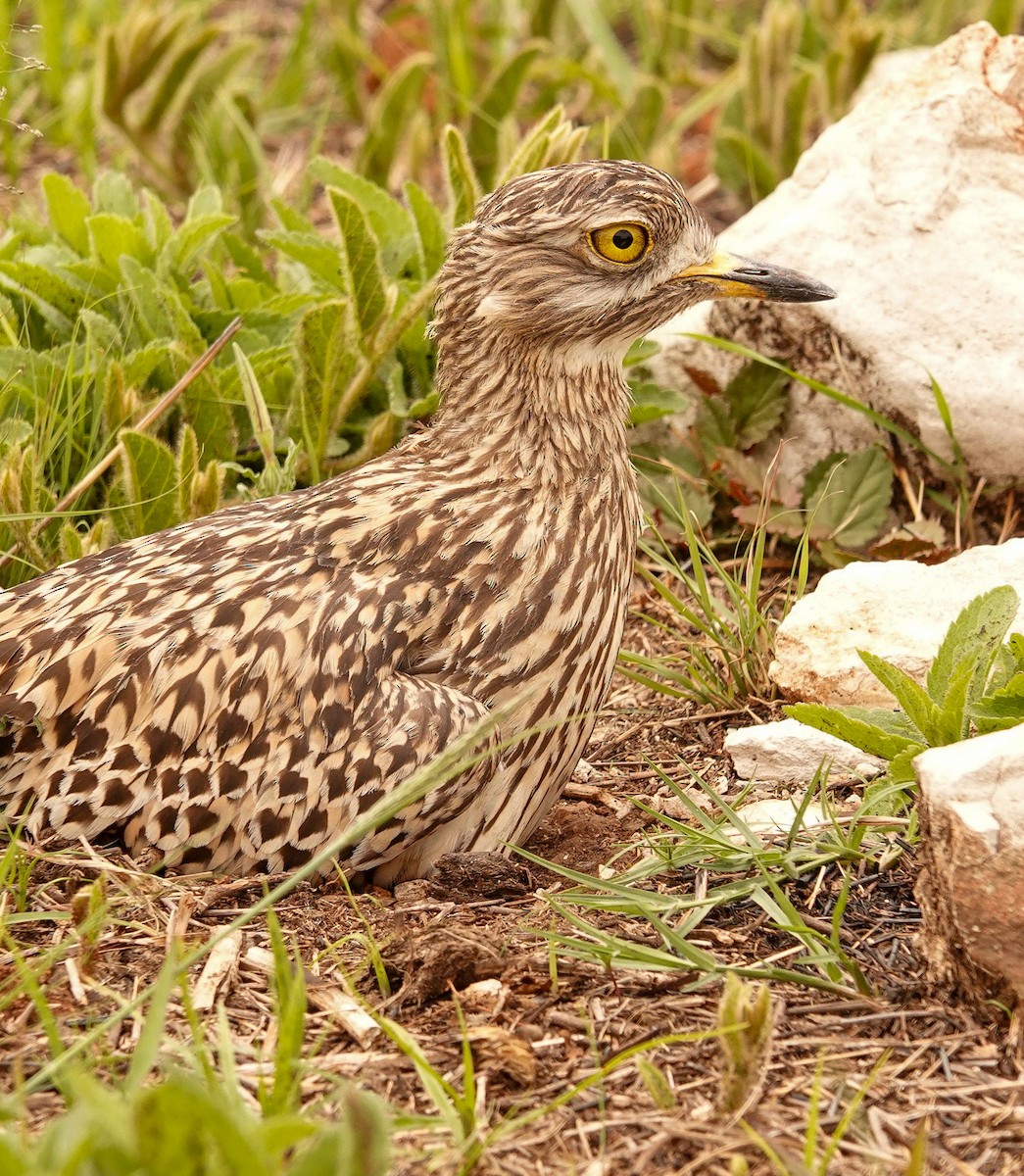 flekktriel - ML644575539