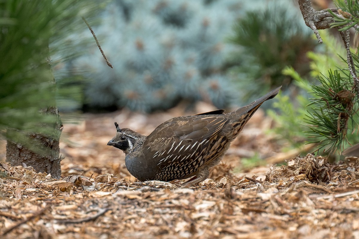 California Quail - ML644575546