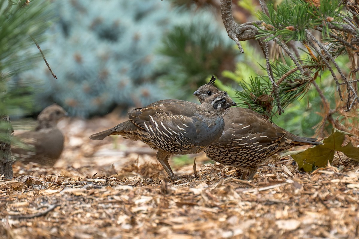 California Quail - ML644575547