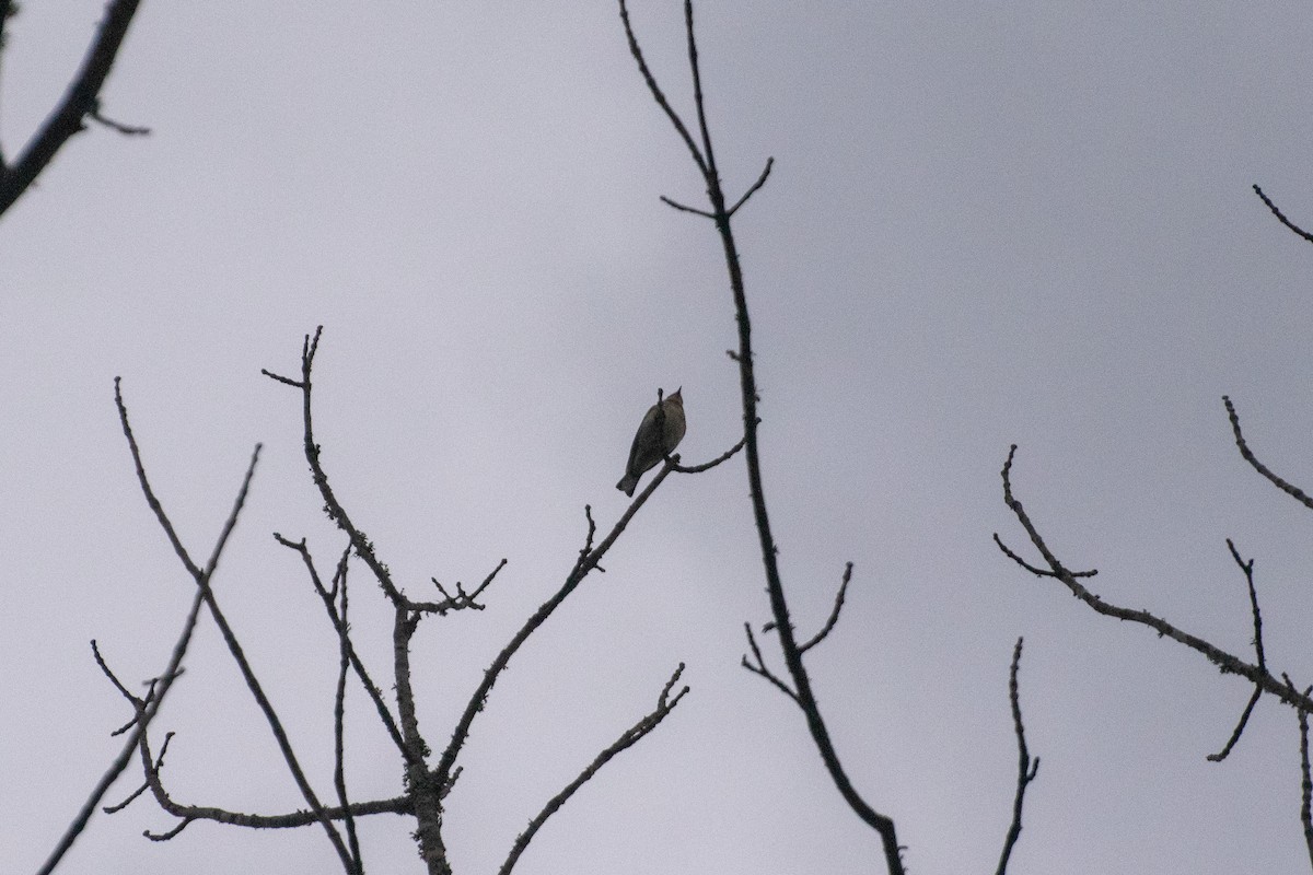 Yellow-rumped Warbler (Myrtle) - ML644575553