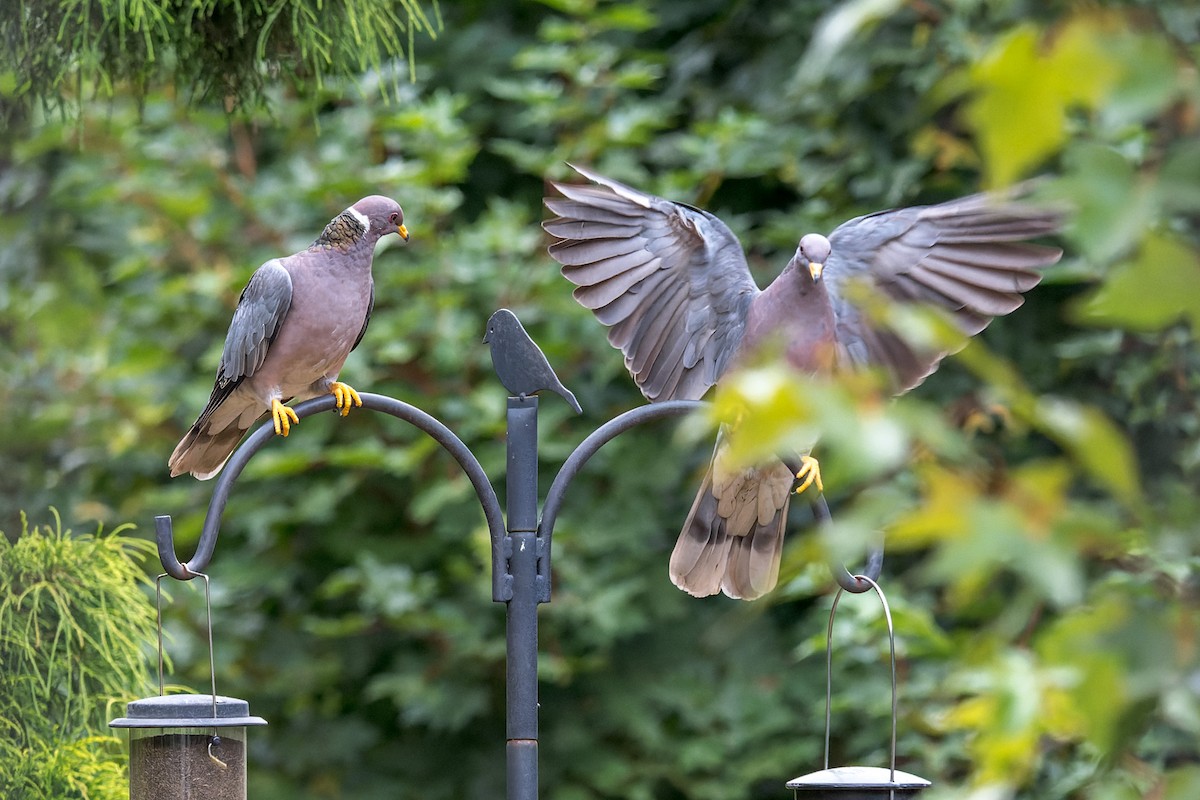 Band-tailed Pigeon - ML644575558