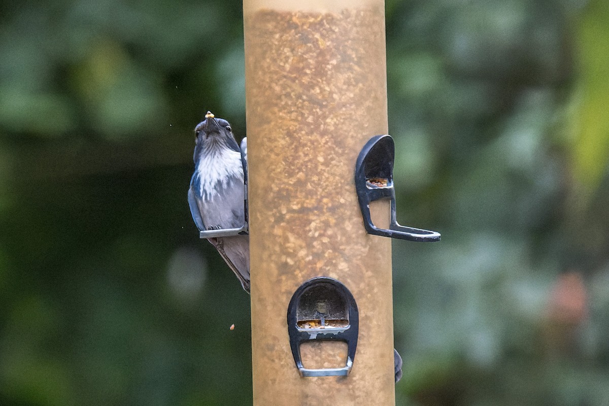 California Scrub-Jay - ML644575561