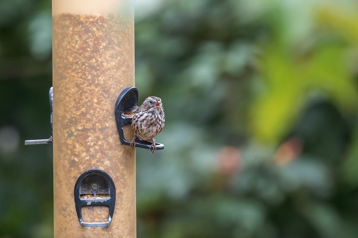 Song Sparrow - ML644575565