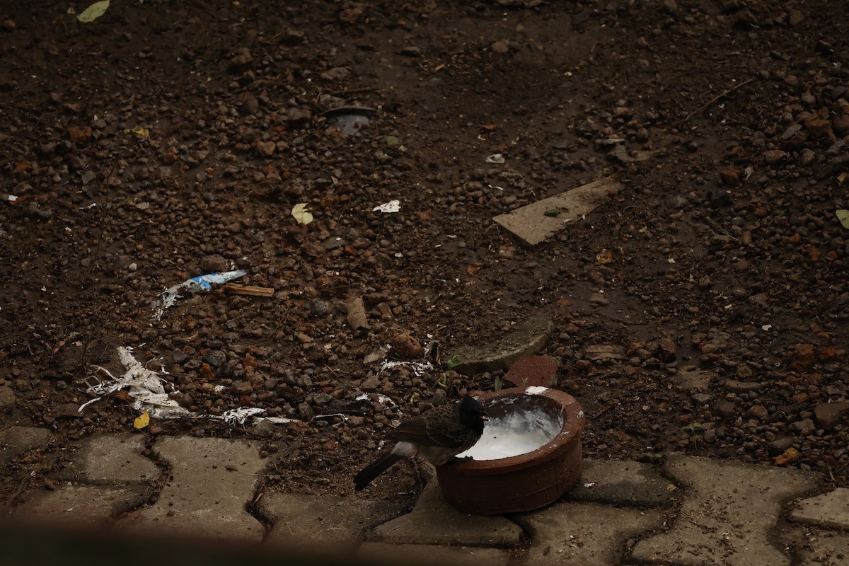 Red-vented Bulbul - ML644575573