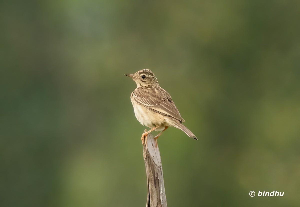Blyth's Pipit - ML644575575