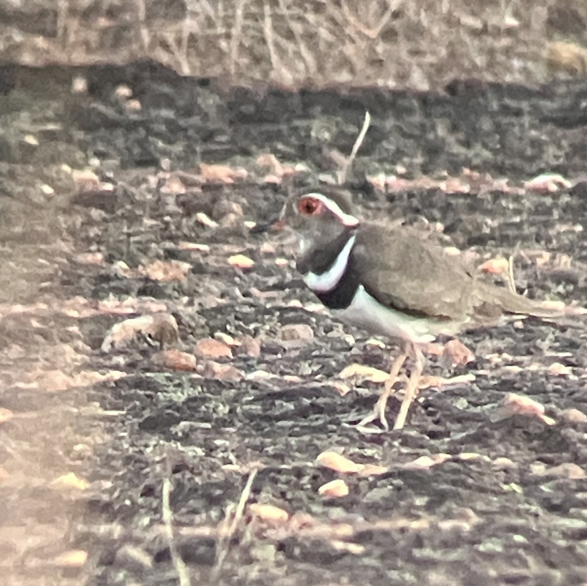 Forbes's Plover - ML644575579