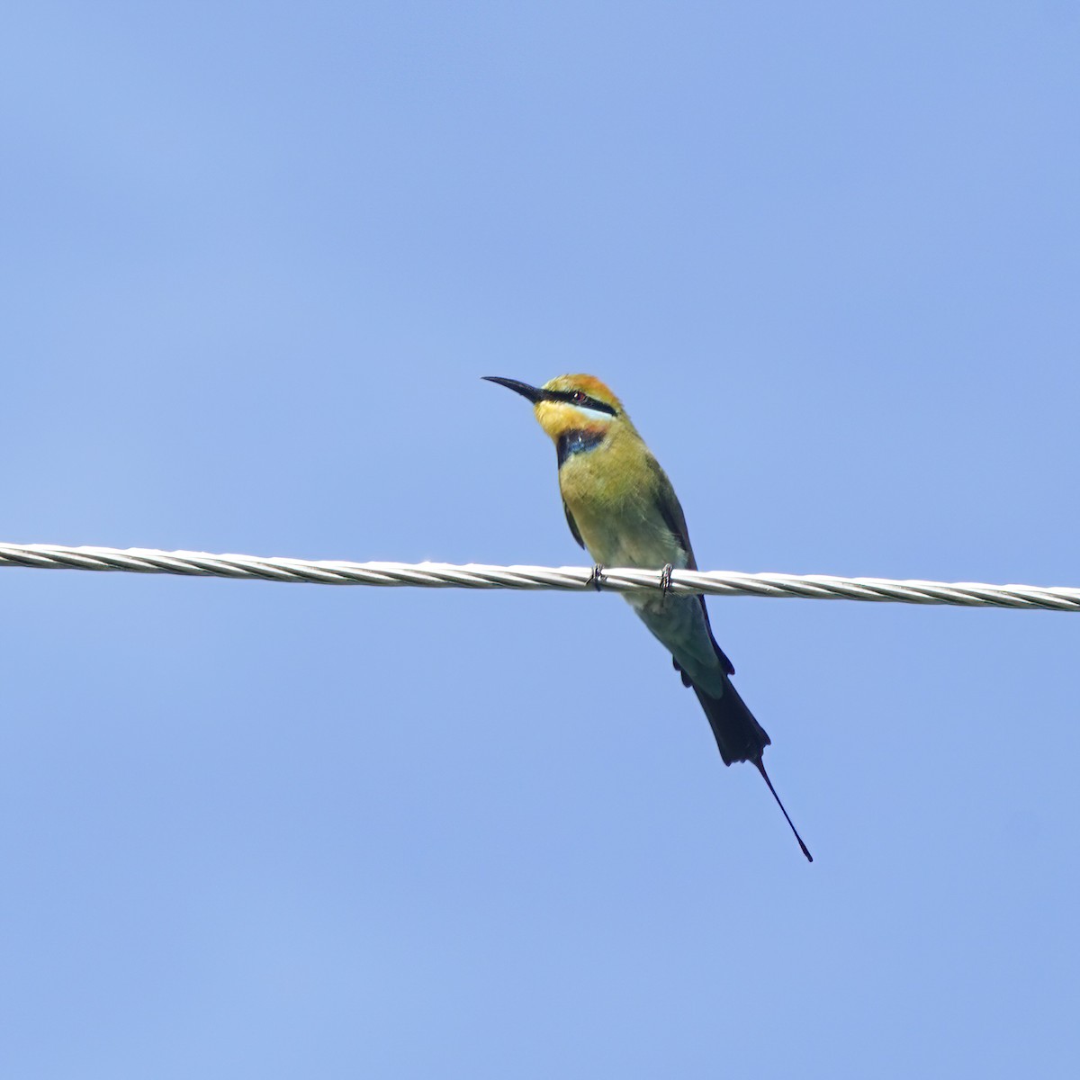 Rainbow Bee-eater - ML644575583
