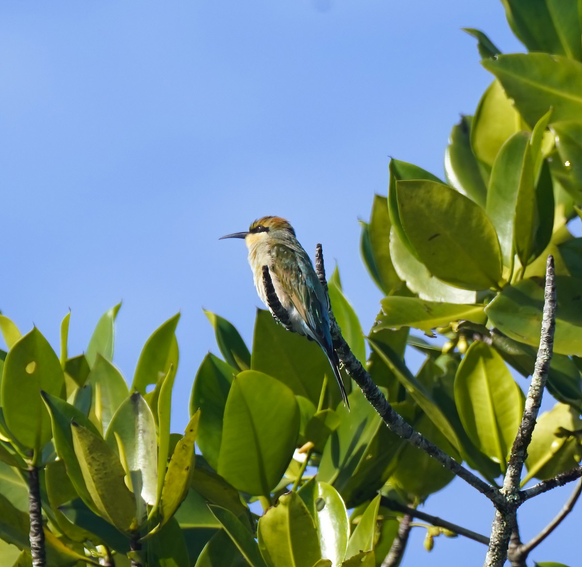 Rainbow Bee-eater - ML644575584