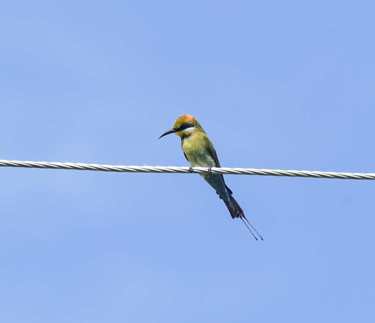Rainbow Bee-eater - ML644575585