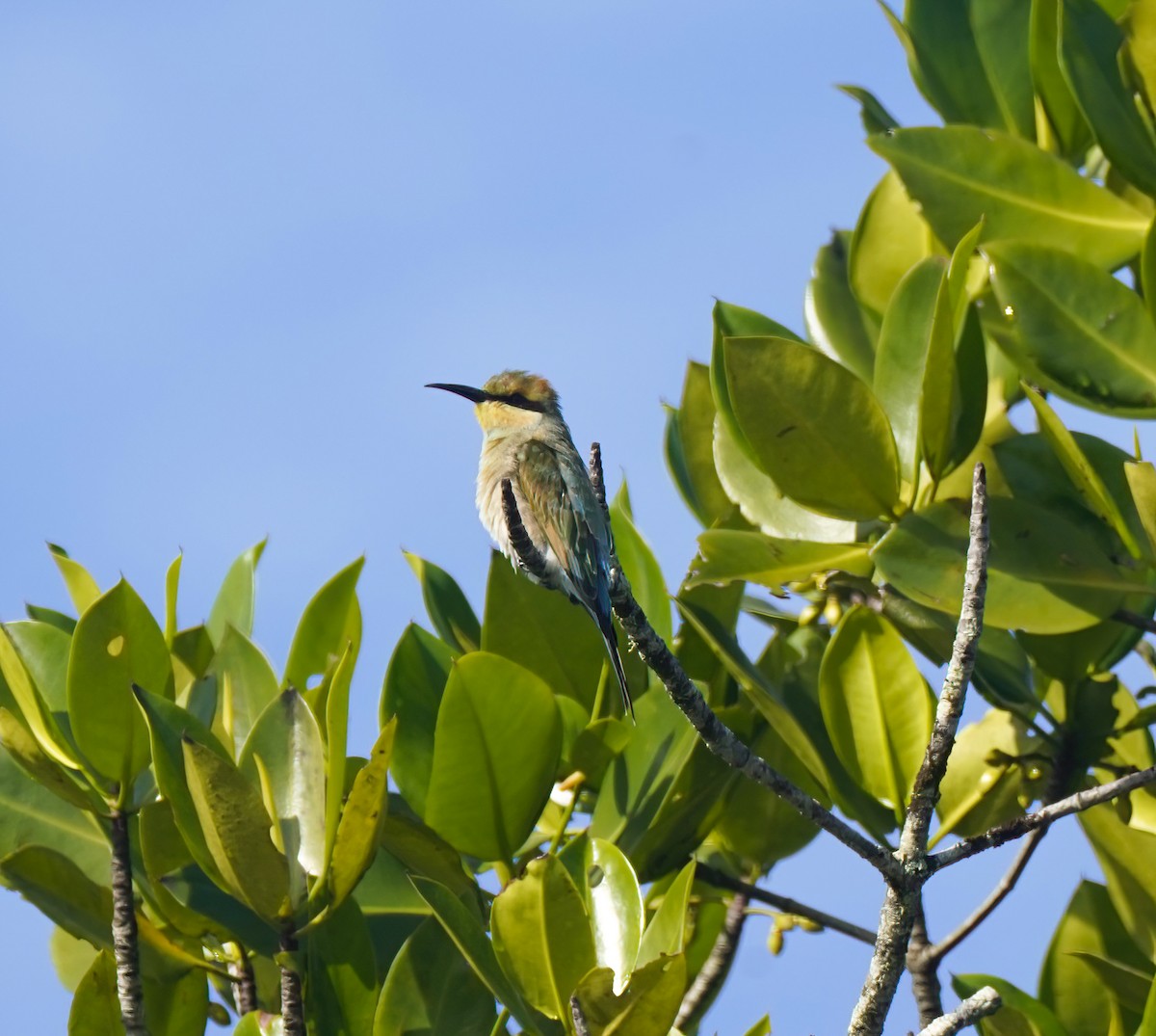Rainbow Bee-eater - ML644575586
