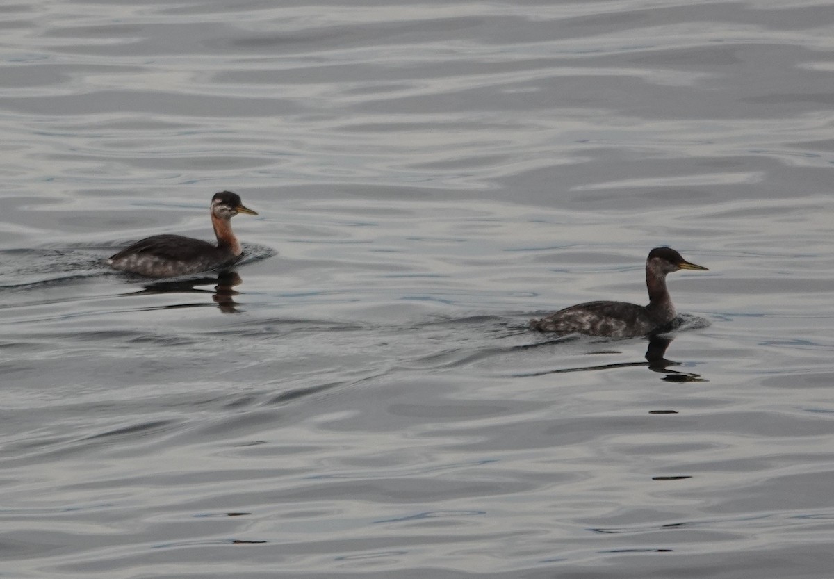 Red-necked Grebe - ML644575587