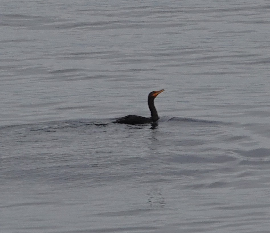 Cormorán Orejudo - ML644575588