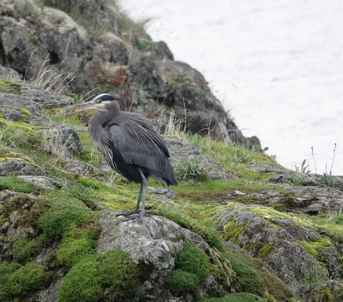 Great Blue Heron - ML644575589