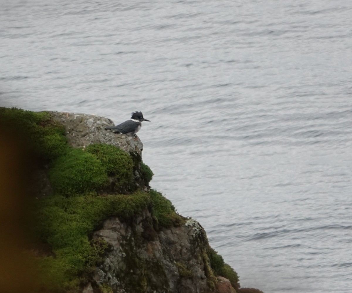 Martín Gigante Norteamericano - ML644575593