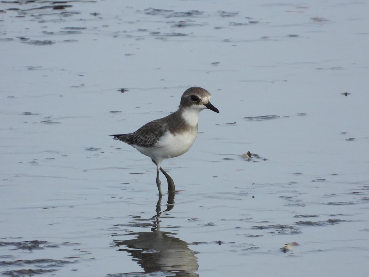 Tibetan Sand-Plover - ML644575594