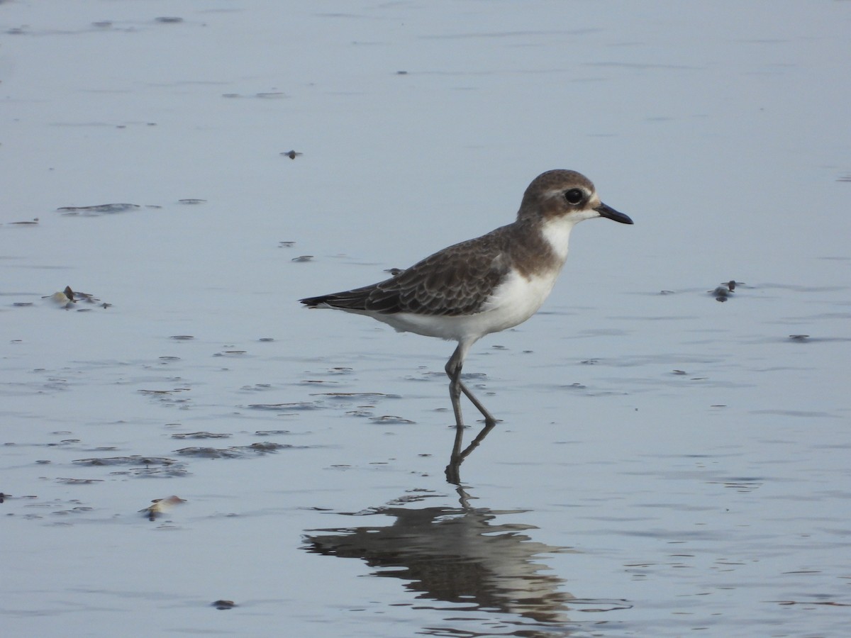 Tibetan Sand-Plover - ML644575595