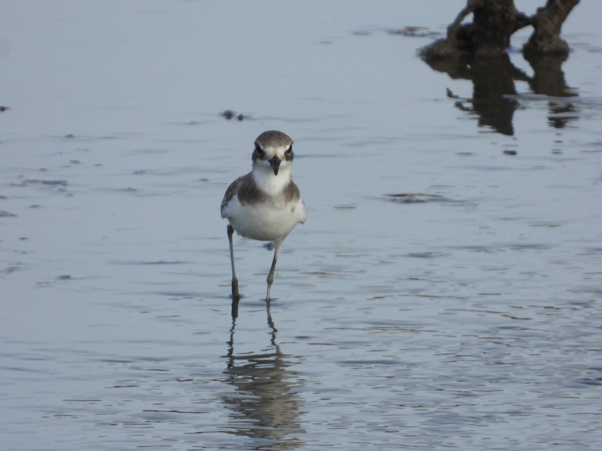 Tibetan Sand-Plover - ML644575596