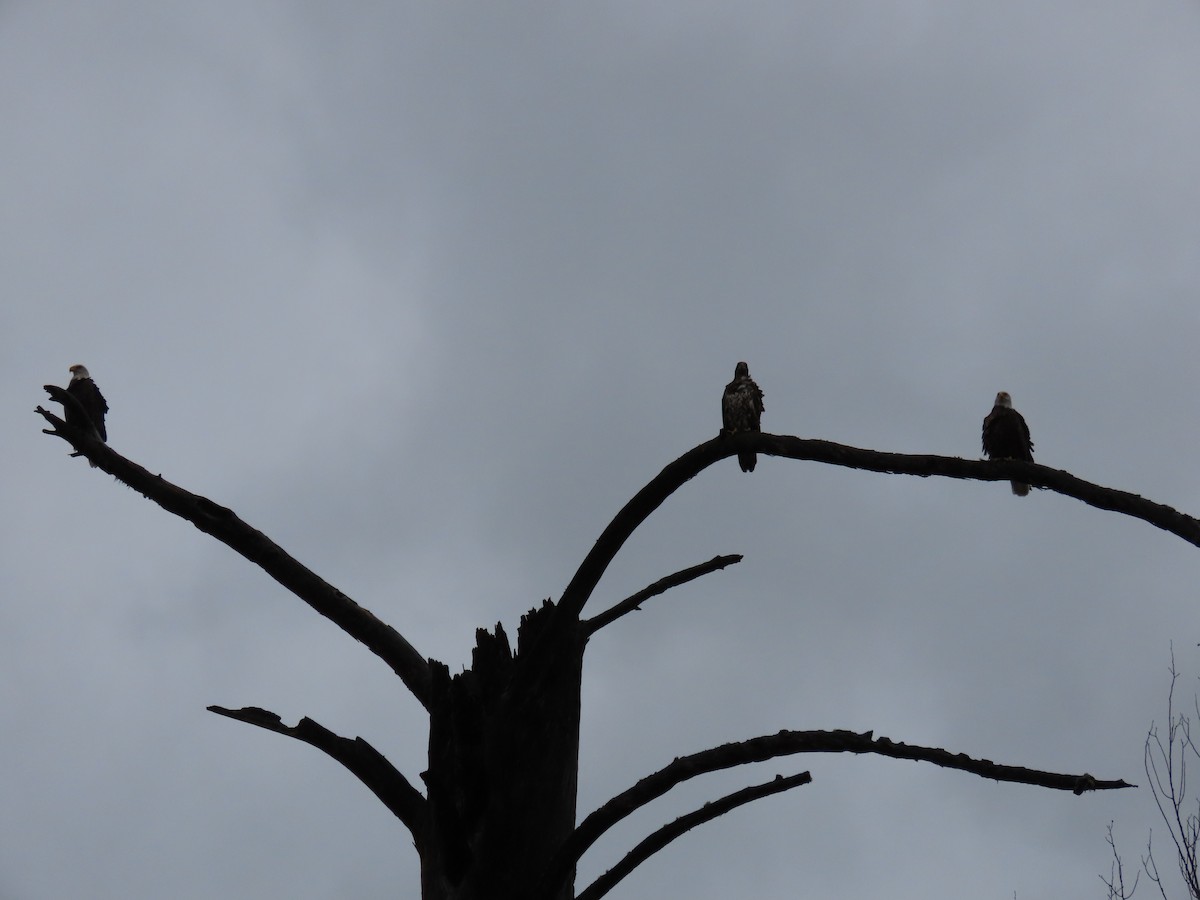 Weißkopf-Seeadler - ML644575602