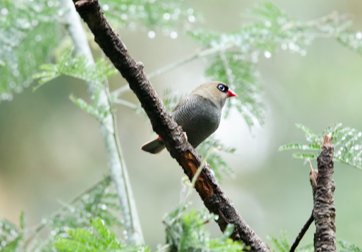 Beautiful Firetail - ML644575612